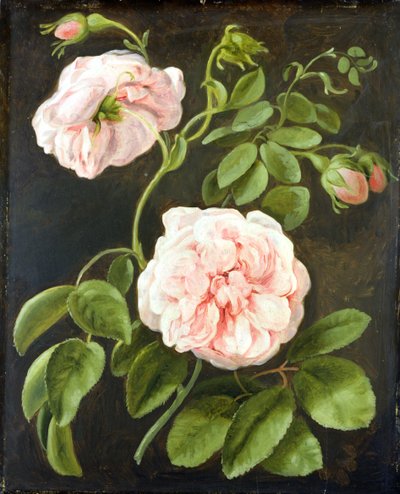 Flower Study by Johann Friedrich August Tischbein